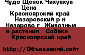 Чудо Щенок Чихуахуа › Цена ­ 10 000 - Красноярский край, Назаровский р-н, Назарово г. Животные и растения » Собаки   . Красноярский край